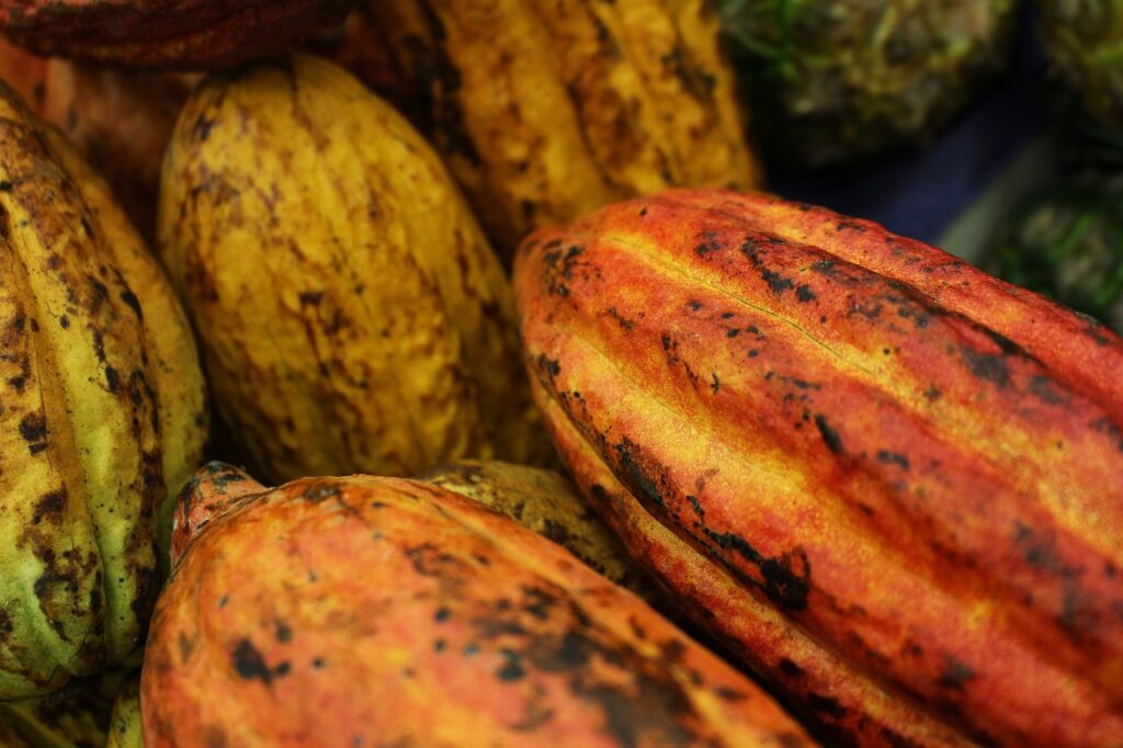 Cacau puro em pó, rico em flavonoides para melhorar a circulação sanguínea