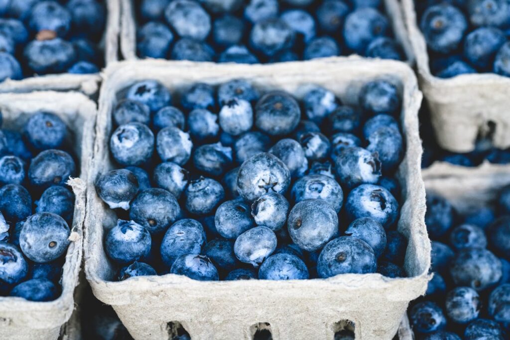 Mirtilos frescos ricos em antioxidantes para melhorar a saúde cerebral